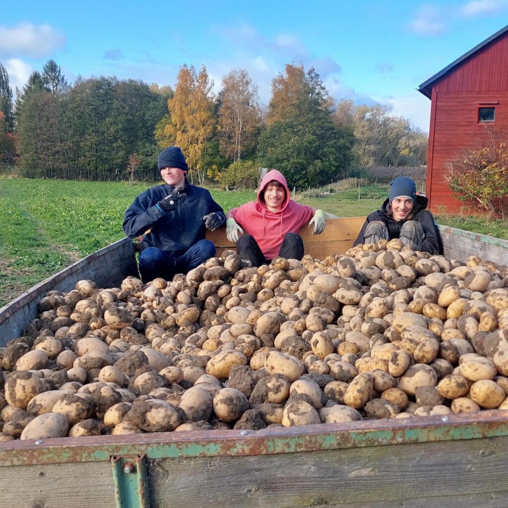 Potatisskörd på Naturbruksgymnasium, Nibble Trädgård